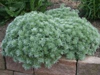 Armoise - Artemisia schmidtiana 'Nana' GD8
