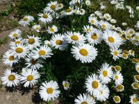 Aster des Alpes - Aster alpinus 'Albus' GD8