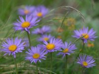Aster des Alpes - Aster alpinus 'Albus' GD8