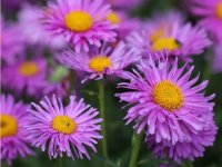Aster des Alpes - Aster alpinus 'Happy End' GD8