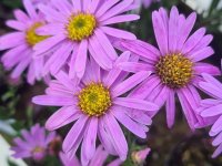 Aster d'été - Aster amellus GD8
