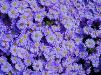 Aster d'été - Aster amellus 'Rudolp Goethe' GD8