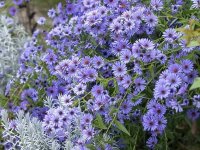 Aster d'automne - Aster cordifolius 'Little Carlow' GD8