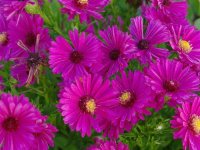 Aster d'automne - Acer dumosus 'Jenny' GD8