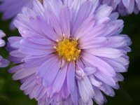 Aster d'automne - Acer dumosus 'Lady in Blue' GD8