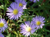 Aster d'automne - Aster ericoides 'Blue Wonder' GD8