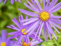 Aster d'automne - Aster frikartii 'Montch' GD8