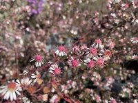 Aster d'automne - Aster lateriflorus 'Lady In Black' GD8