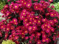 Aster d'automne - Aster novae-angliae 'Winston S. Churchill' GD8