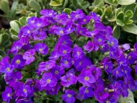 Aubrieta deltoide 'Royal Violet' GD8
