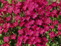 Aubrieta deltoide 'Royal Red' GD8