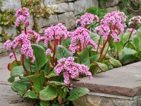 Bergenia cordifia GD8