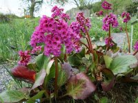 Bergenia cordifia 'Rotblum' GD8