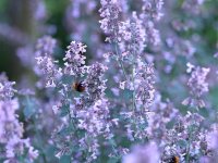 Nepeta - Calamintha nepeta 'Blue cloud' GD8