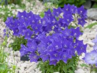 Campanule des Carpates - Campanula carpatica GD8