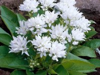 Campanule à bouquet - Campanula glomerata 'Alba' GD8