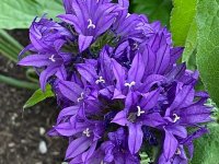 Campanule à bouquet - Campanula glomerata 'Superba' GD8
