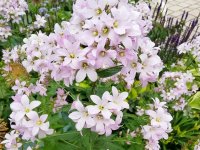 Campanule à fleurs laiteuses - Campanula lactiflora 'Loddon Anna' GD8