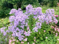 Campanule à fleurs laiteuses - Campanula lactiflora 'Prichards Variety' GD8