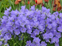 Campanule de Perse - Campanula persicifolia GD8