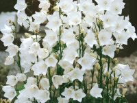 Campanule de Perse - Campanula persicifolia 'Alba' GD8