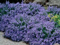 Campanule des Murets - Campanula poscharskyana GD8