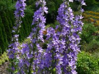 Campanula pyramidalis GD8