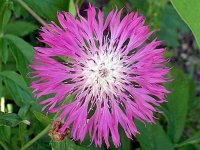 Centaurée de Perse  - Centaurea dealbata GD8