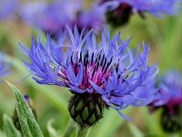 Centaurée des montagnes - Centaurea montana GD8