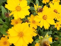 Coreopsis lanceolata 'Baby Gold' GODET 8