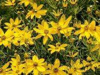 Coreopsis verticillata 'Zagreb' Cont1L