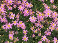 Coreopsis verticillata 'American Dream' GD8