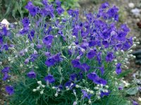 Pied d'Alouette - Delphinium grandiflorum 'Blauer Zwerg' GD8