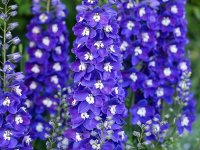 Pied d'Alouette - Delphinium pacific 'Blue Bird' GD8