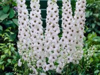 Pied d'Alouette - Delphinium pacific 'Galahad' GD8