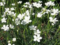Oeillet des landes - Dianthus deltoides 'Albiflorus' GD8