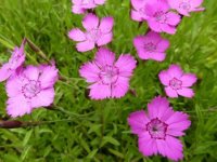 Oeillet des landes - Dianthus deltoides 'Rosea' GD8