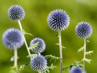 Chardon bleu - Echinops ritro GD8