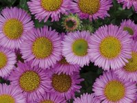 Vergerette glauque - Erigeron glaucus GD8
