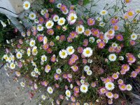 Vergerette - Erigeron karvinskianus GD8
