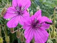 Bec de Grue - Erodium manescavii GD8