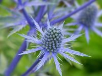 Chardon bleu - Eryngium planum GD8