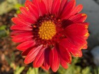 Gaillarde - Gaillardia grandiflora Burgunder / Bourgogne GD8