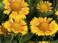 Gaillarde - Gaillardia grandiflora ‘Chloe’ GD8
