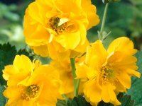 Benoîte - Geum chiloense Lady Stratheden GD8