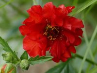 Benoîte rouge écarlate - Geum chiloense Mrs Bradshaw GD8