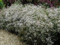 Gypsophile - Gypsophila paniculata 'Bristol Fairy' GD8