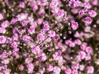 Gypsophile - Gypsophila paniculata 'Flamingo' GD9