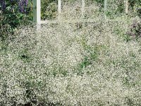 Gypsophile - Gypsophila paniculata GD8