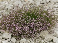 Gypsophile rampant - Gypsophila repens 'Filou Rosea' GD8